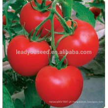 T20 Jinshun f1 híbrido alto rendimento indeterminado tomate sementes de efeito estufa